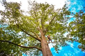 Best Stump Grinding and Removal  in Leadington, MO