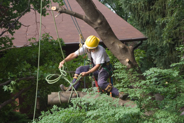 Best Utility Line Clearance  in Leadington, MO